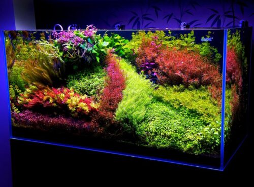 더치스타일 스케이프 풀세트