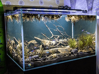 비오톱 스케이프